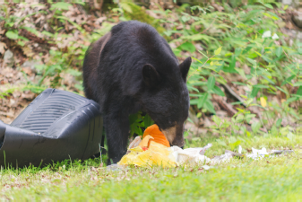 Bear in Garbage 